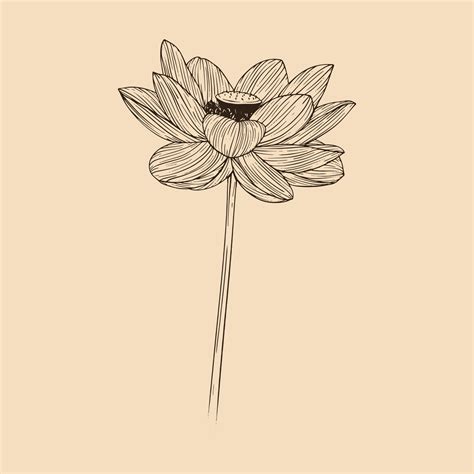 Lotus flower vector illustration with line art 20548269 Vector Art at ...