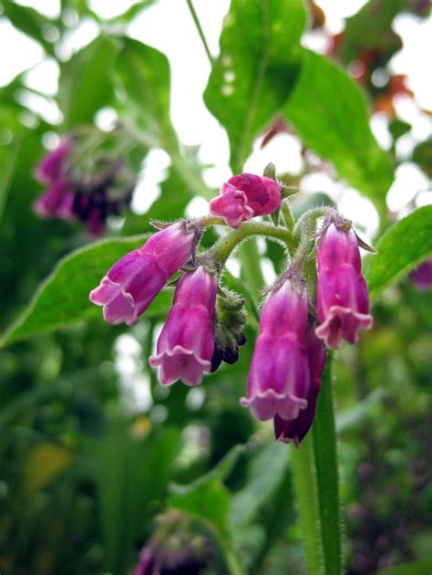 Comfrey Tea Benefits ~ Healthy Tea 101