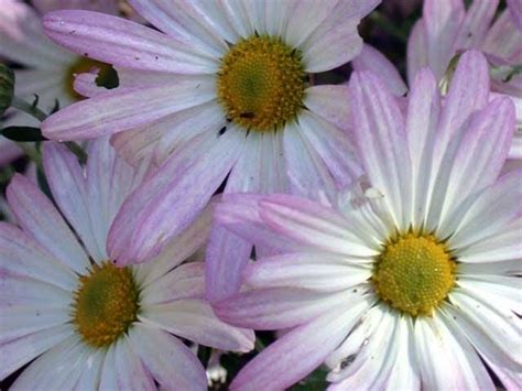 HOW TO GROW THE PYRETHRUM DAISY FROM SEED |The Garden of Eaden