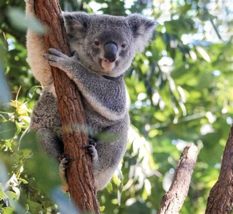 Lone Pine Koala Sanctuary | Discover Brisbane’s Koala Sanctuary ...