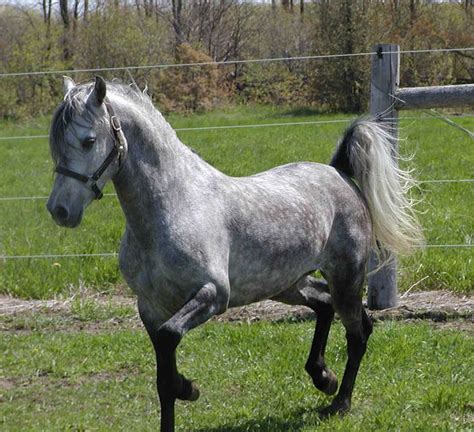 Grey Arabian...gorgeous | Equine: Arabians | Pinterest