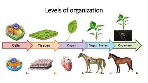 Hierarchical Organization of Organisms | Science - Quizizz