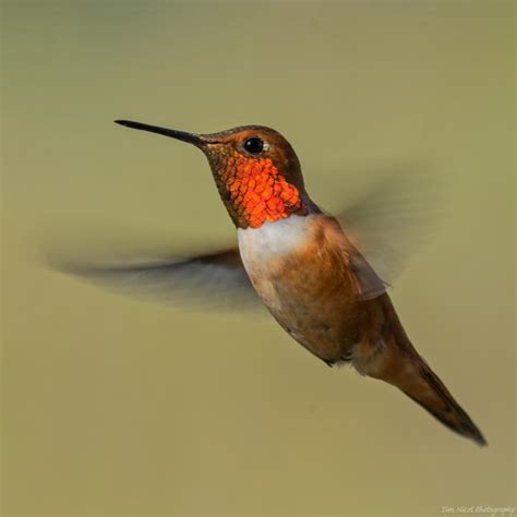 Rufous Hummingbird in Flight | Shutterbug