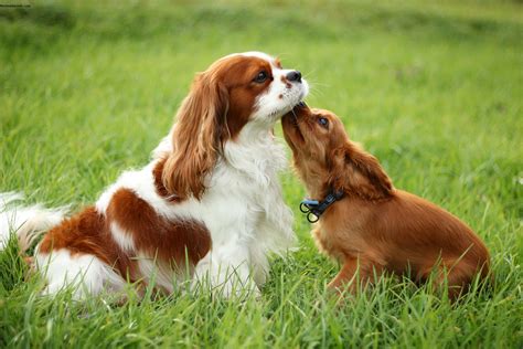 Cavalier King Charles Spaniel - Pictures, Information, Temperament ...