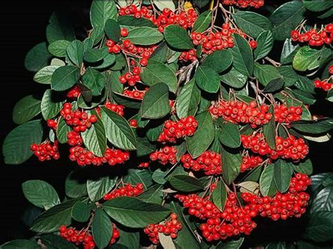 Cotoneaster lacteus Profile – California Invasive Plant Council