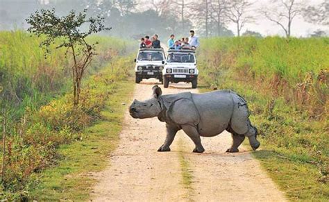 Online Safari Booking for Kaziranga National Park, Assam