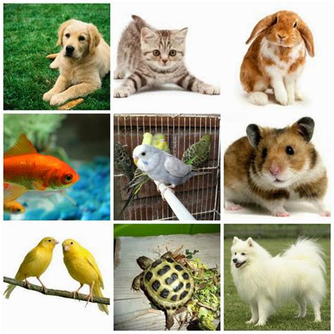 Paola Aguirre G: ¡ Distinguimos los animales