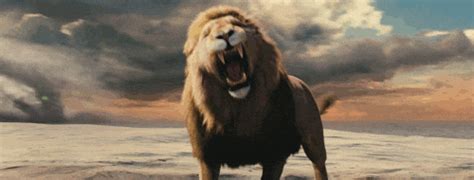 Lions GIF - Find & Share on GIPHY