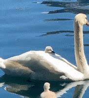 Swans GIFs - Find & Share on GIPHY