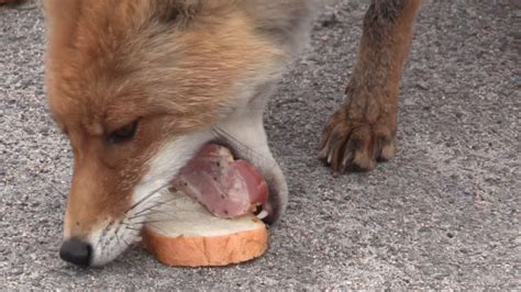 Sandwich-Making Chernobyl Fox Goes Viral