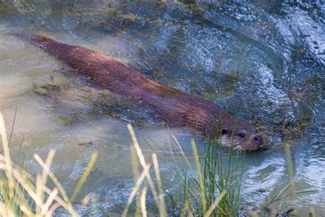 Eurasian Otter swimming through the lake 7117931 Stock Photo at Vecteezy