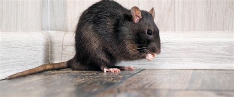 A Guide To Roof Rat Identification & Prevention In NJ | Amco Pest Solutions