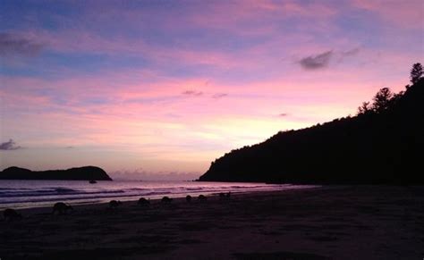 Magical sunrise with kangaroos at the beach - Picture of Cape Hillsborough, Queensland - Tripadvisor