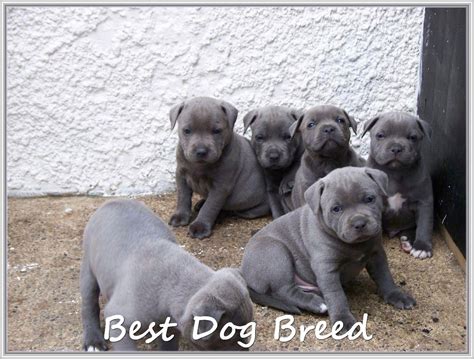 Talking About Dog - Trasedogs | Staffordshire bull terrier puppies, Bull terrier puppy ...