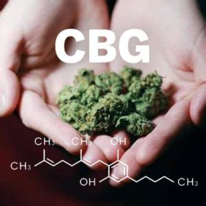 What is CBG? Uses, Medical Benefits & Side Effects of CBG