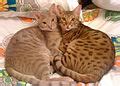 Ocicat - Wikipedia