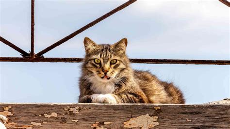 How To Catch and Trap Feral Cats - The Cat Bandit Blog