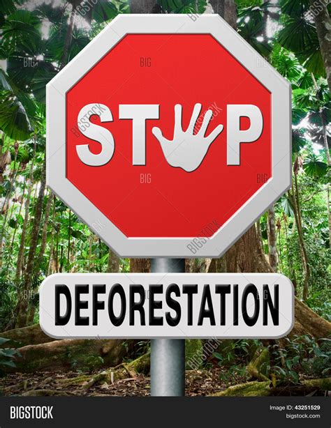 Stop Deforestation, Protect Image & Photo | Bigstock