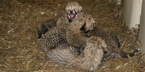 Meet an ‘incredible pile’ of cheetah cubs - The Washington Post