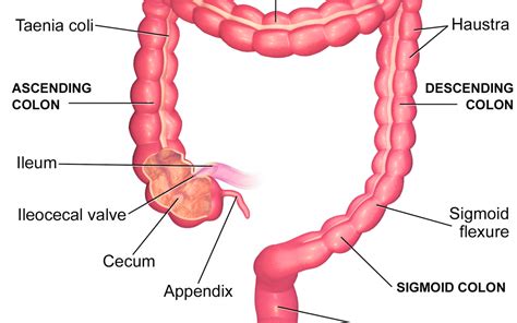 The Large Intestine - Part 5 of the 5 Phases of Digestion