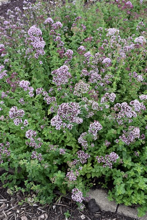 Oregano (Origanum vulgare) in Wichita Falls, Texas (TX) at Smith's ...