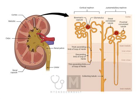 Anatomy Of Nephron In A Body Stock Illustration Illus - vrogue.co