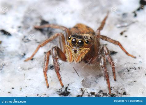 Jumper Spider stock photo. Image of leap, wait, legs - 26681672