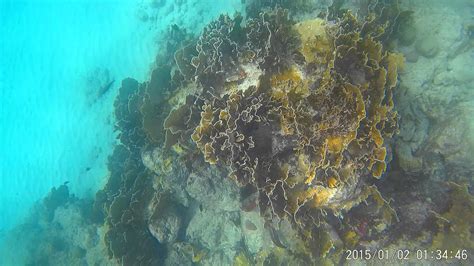 Snorkeling in Mambo Beach Curacao - The Caribbean - Underwater Dazzne ...