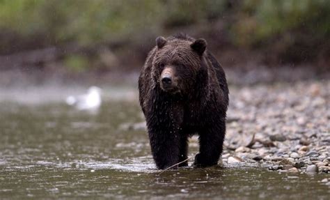 B.C.'s grizzly bear conservation strategy failing, according to new ...