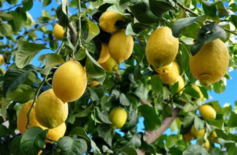 What are the different types of lemon varieties?