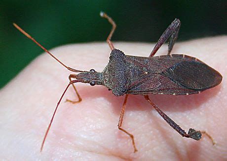 An Austin Homestead: Gardening Tip: Dealing with Leaf Footed Bugs | Stink bugs, Leaf footed bug ...