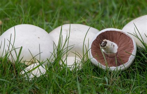 Agaricus Campestris - Fungo Prataiolo | MondoFunghi.com