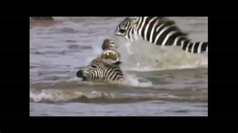 Wildlife war 2016 Crocodile vs Zebra Crocodile Eating Zebra Alive Crocodile Attack Zebra ...