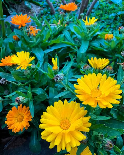 10 Reasons to Grow Calendula for Your Garden, Food, and Health