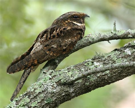 Pin by Marissa on Whip-Poor-Wills and Nightjars | Birds, Poor, Whip