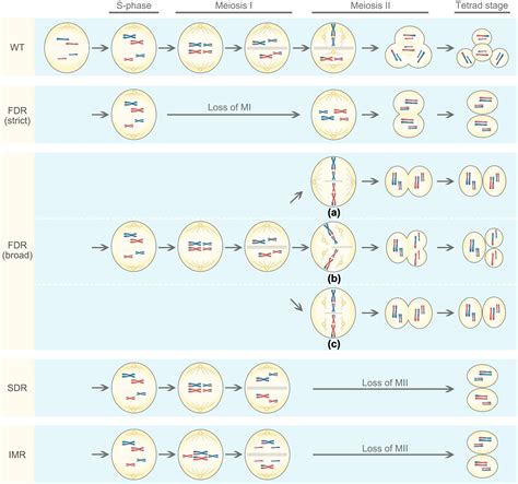 Frontiers | Exploiting Unreduced Gametes for Improving Ornamental Plants