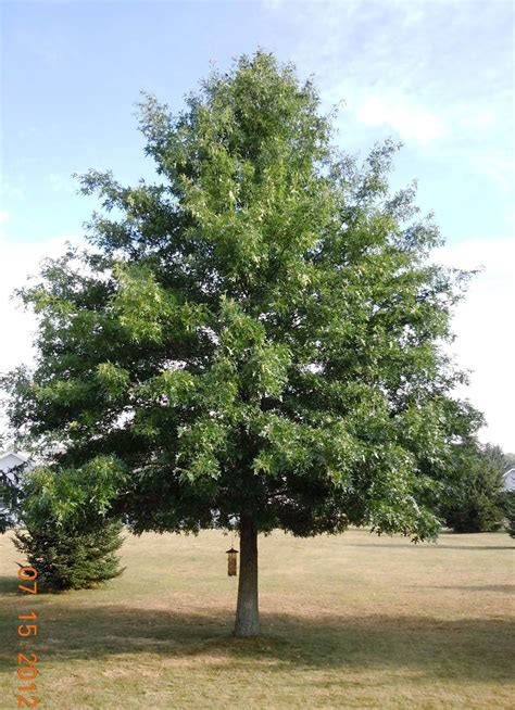 Pin Oak tree is a gorgeous very large tree that keeps its leaves on well into winter. | 나무