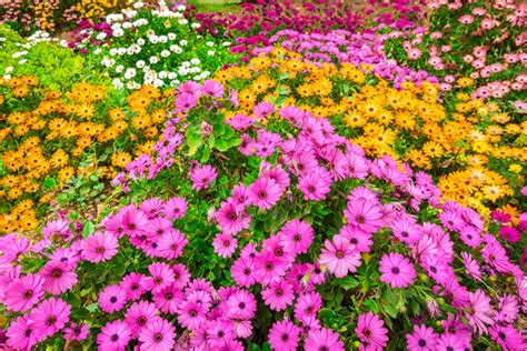 Cape Marigold Plants – Osteospermum And Dimorphotheca Plant Varieties