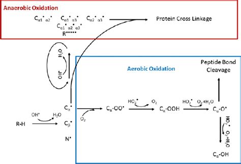 Mechanism for protein oxidation under aerobic and anaerobic conditions. | Download Scientific ...