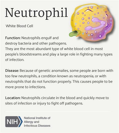 Neutrophil | Medical laboratory science, Medical school studying ...