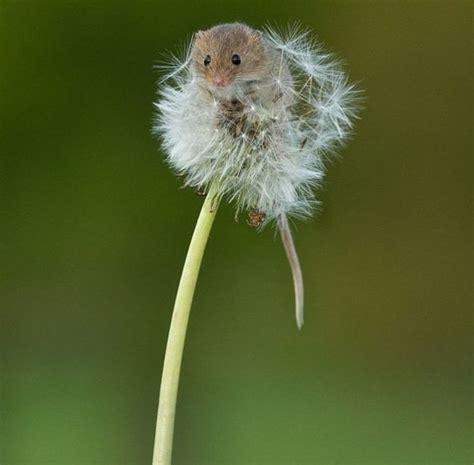 The teeniest, cutest mouse ever! This too adorable harvest mouse is ...