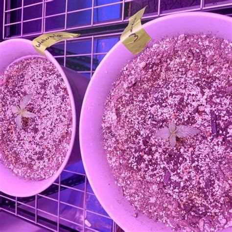 Royal Queen Seeds Watermelon Automatic grow journal by frosty_pot ...