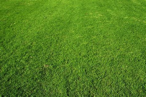 Sir Walter Buffalo Turf – the King of Low Maintenance Grass