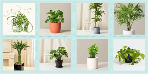 Best Plants for Low Light Indoor Environments