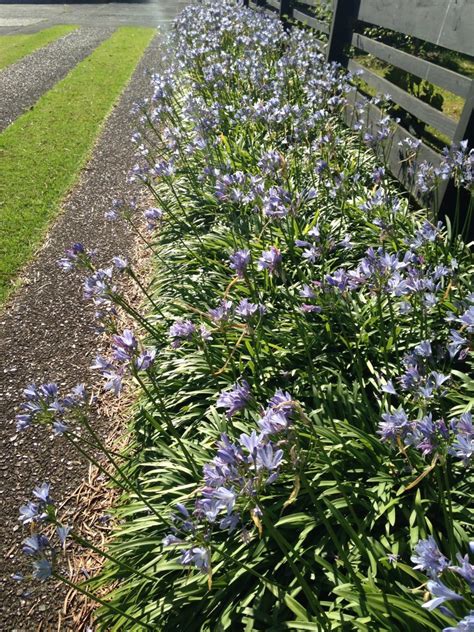 Dwarf blue agapanthus - Landsdale Plants