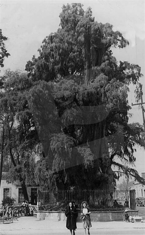 A 500 años del árbol de la noche triste de Hernán Cortés - Artículo Sexto