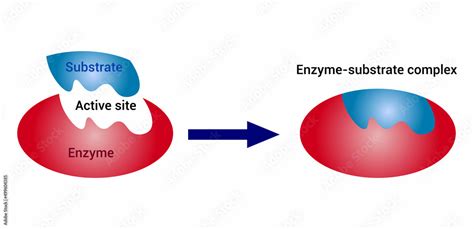 Enzyme Substrate