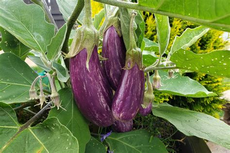 Fairy Tale Eggplant – Crazy for Gardening