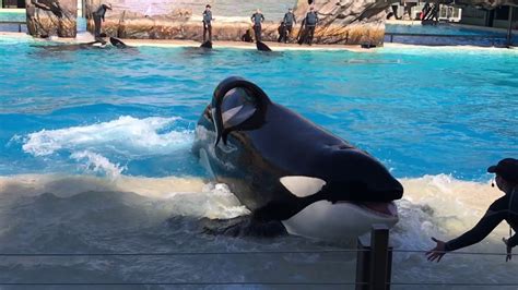 Orca Encounter whole show SeaWorld San Diego - YouTube