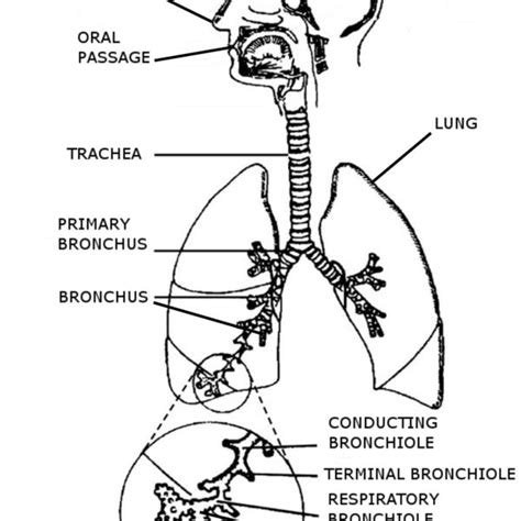 Lung volumes and capacities. | Download Scientific Diagram